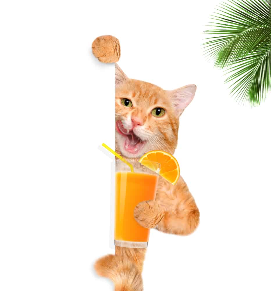 CAN I GIVE My Cat APPLE JUICE