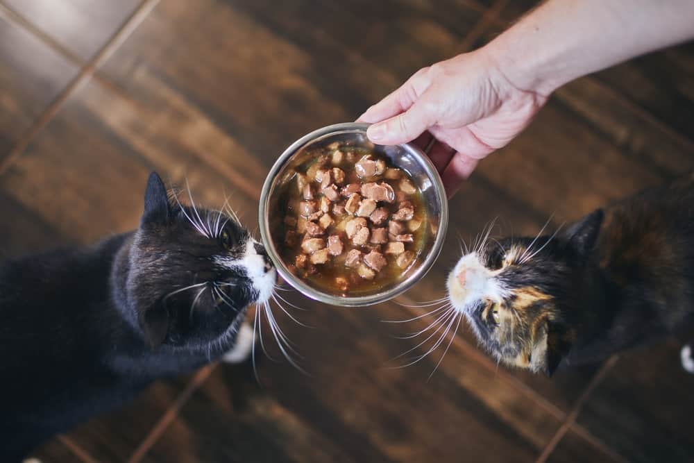 HOW To KEEP Cats From EATING EACH OTHER’S FOOD