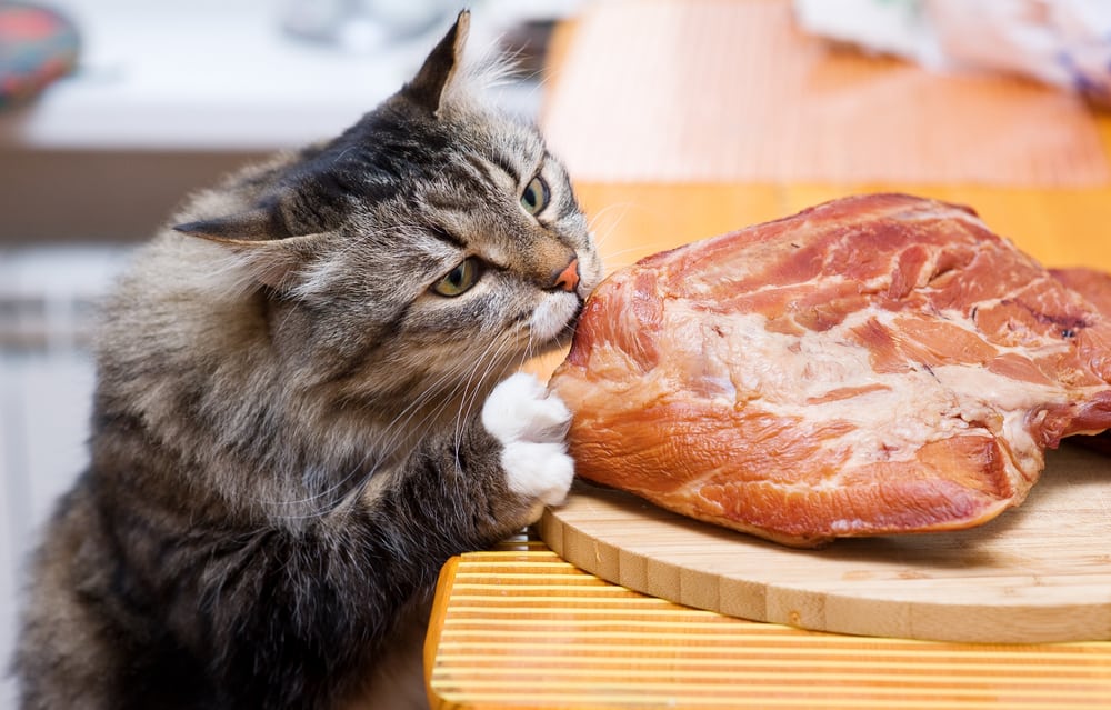 WHAT Happens If A Cat DOESN'T EAT MEAT