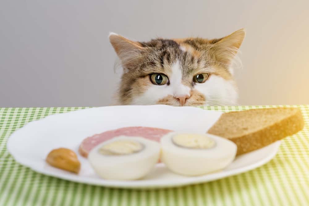 how to stop cats from eating human food 