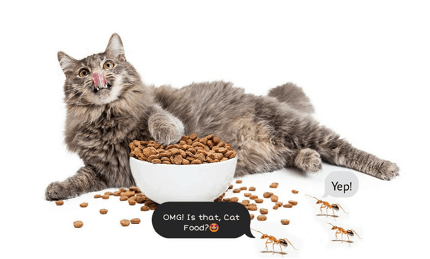 HOW To KEEP Cat FOOD SAFE From ANTS