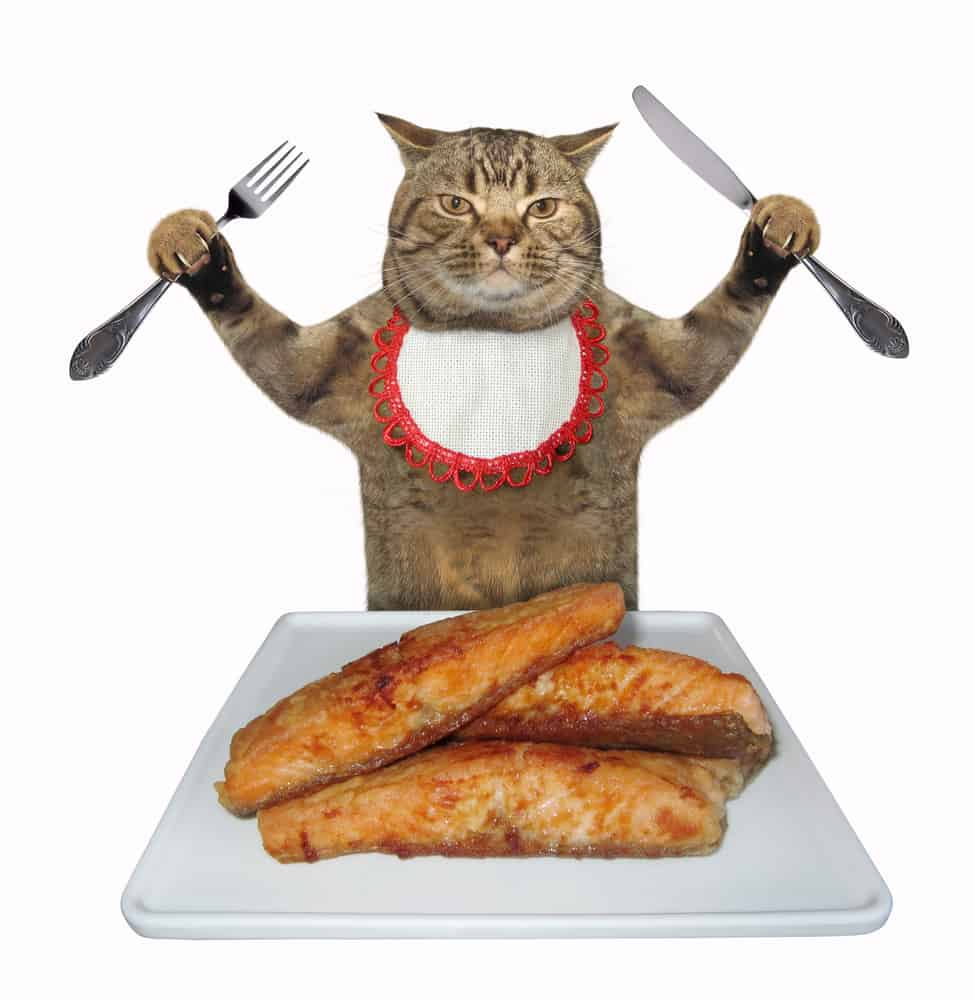 can-cats-eat-fish-sticks-mycattips