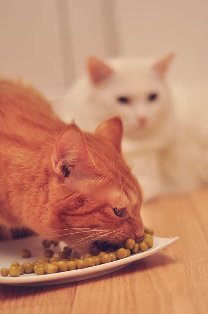 can cats eat peas,chickpeas,hummus,lentils,beans