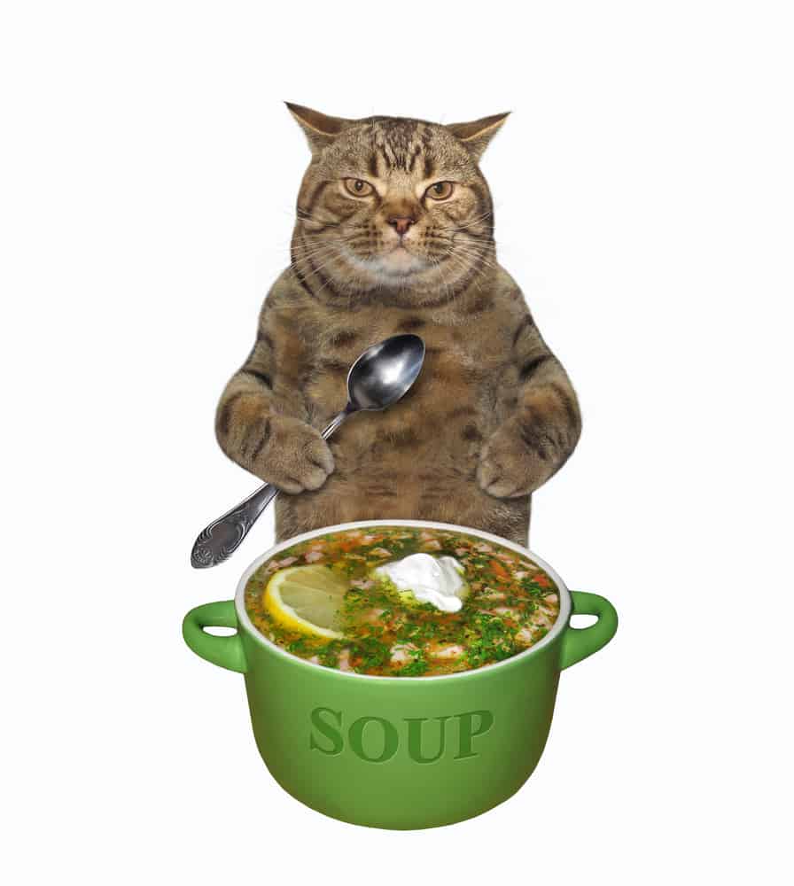 can cats eat soups