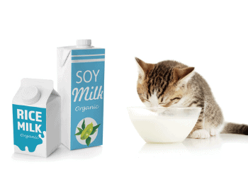 CAN Cats CONSUME VEGAN MILK ALMOND, SOY, OAT Or COCONUT And Other Dairy Substitutes