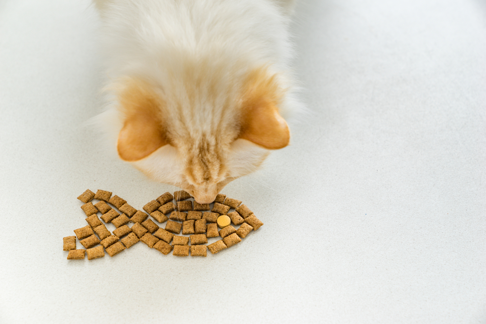 🐱 Why Do Cats Like Treats More Than Food? [Vet Explains] MyCatTips