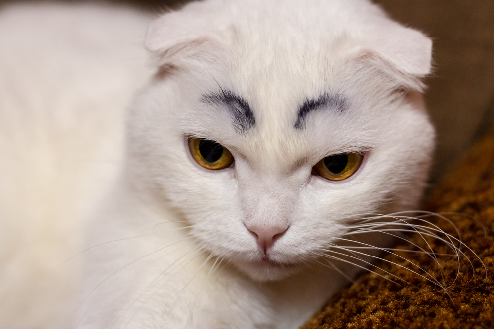 do cats have eyebrows, cat eyebrow whiskers