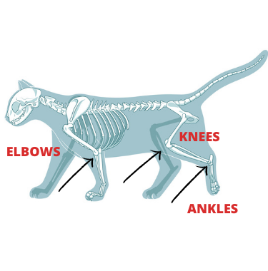 DO Cats Have KNEES? What About ELBOWS And ANKLES?