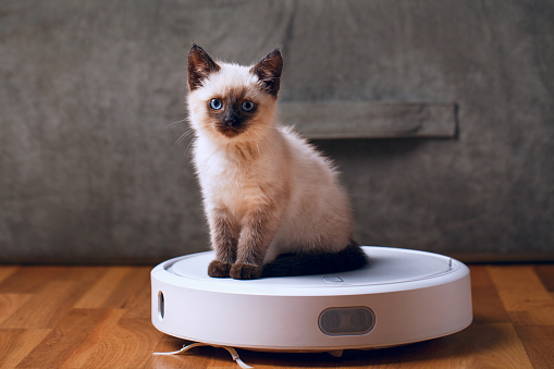 are cats afraid of roomba vacuum cleaners?