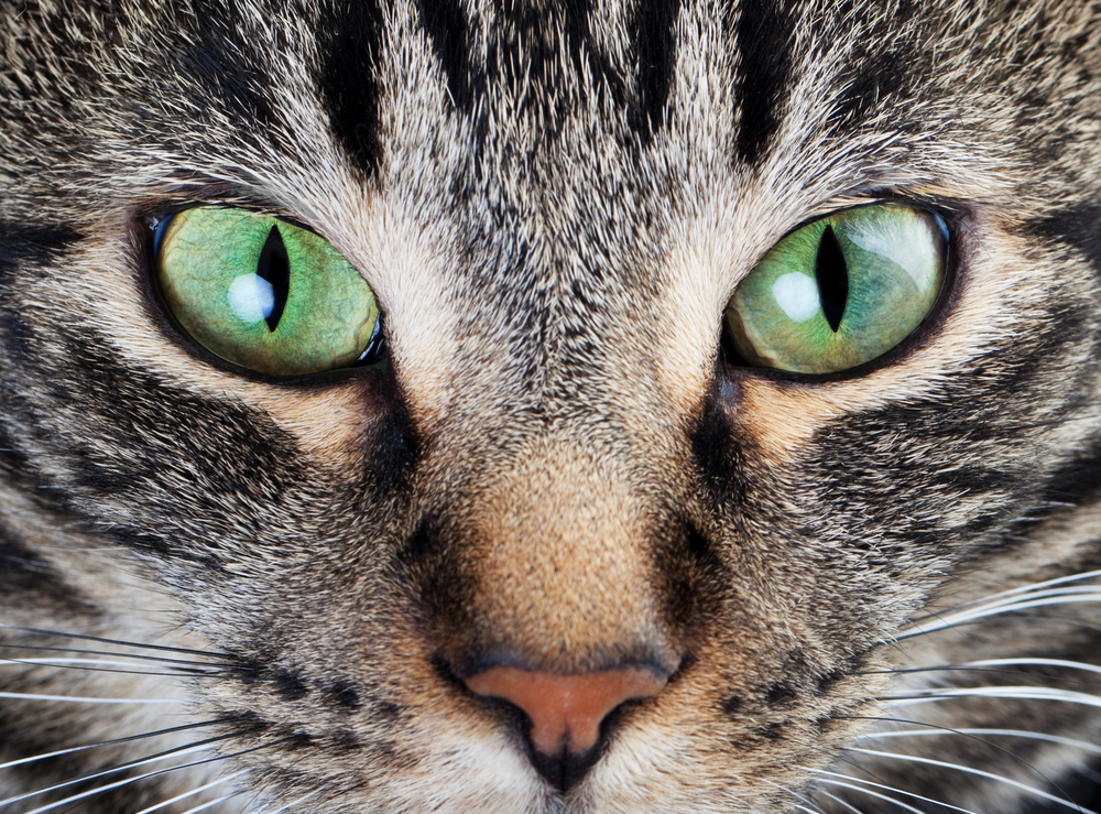 cat eyes facts, cat eyesight in the dark