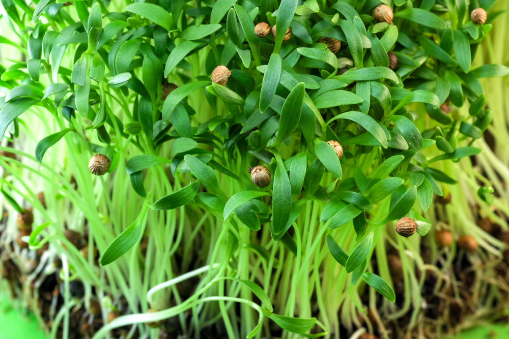 cilantro stems, seeds, sprouts for cats