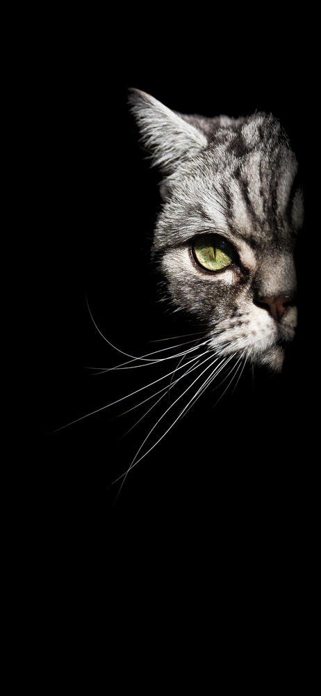 Do cats like the dark?