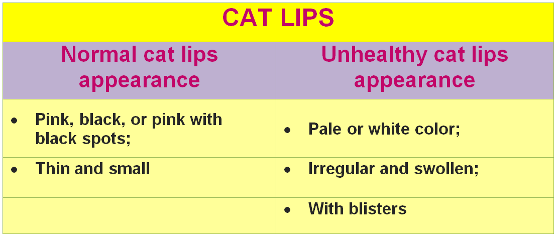 do cats have lips
