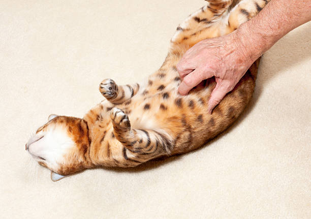 are cat's ticklish on head, ears, cheeks, whiskers, chin, underarms, belly, back, paws or tail