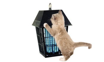 can bug zapper kill cat