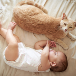 how to keep cats out of the bassinet