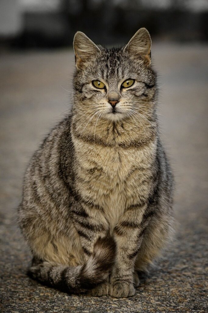 where stray cats go when rains