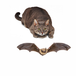 can cats eat bats?