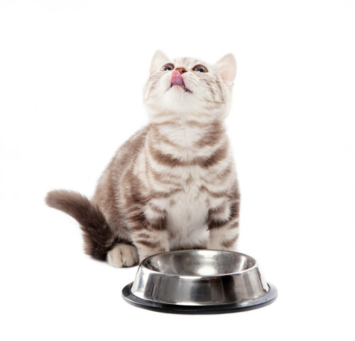 How Long Can a Cat Go Without Eating? (Interesting Facts!) MyCatTips