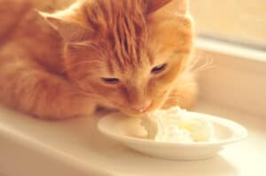 🐱 CAN Cats Eat BUTTER? [and Other Dairy products] - MyCatTips