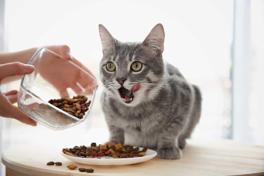 HOW To MAKE Your Cat EAT SLOWER