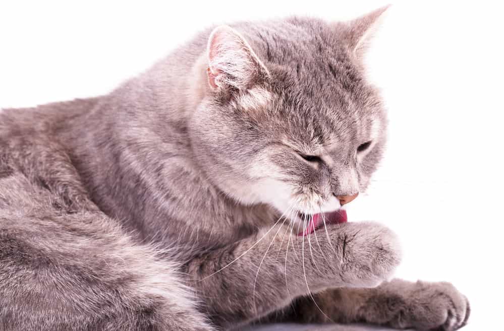 why-does-my-cat-eat-his-fur-top-7-reasons