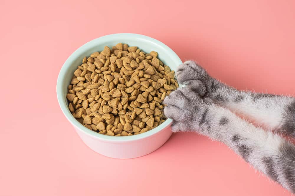 🐱 WHY Does My Cat Try to BURY Her FOOD Or COVER Her WATER BOWL? [All