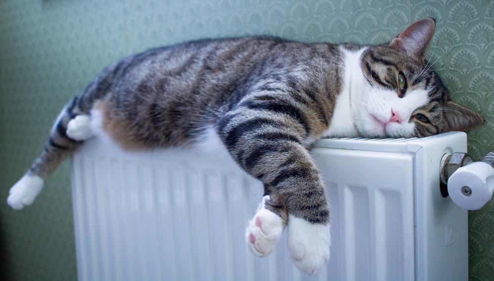 🐱 Are Cats Warm or ColdBlooded? Do They Like Heat? MyCatTips