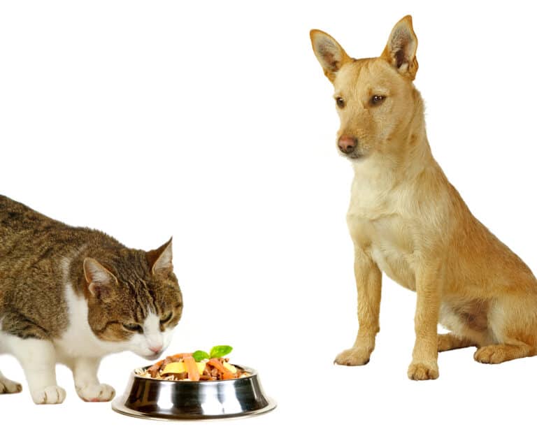 can-cats-eat-dog-food-in-an-emergency-vet-advice-mycattips