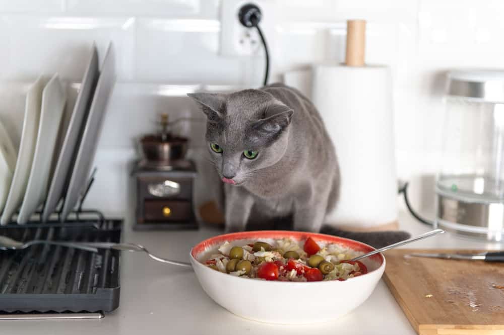 ⚫ CAN Cats EAT Green & Black OLIVES? [Did You Know it?] MyCatTips