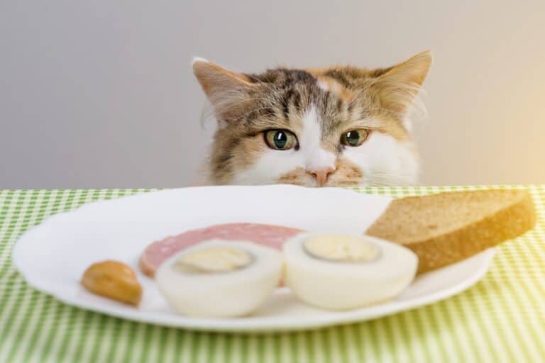 🐱 HOW To STOP Cats From Eating HUMAN FOOD? - MyCatTips