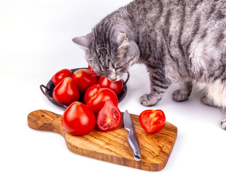 🐱 Can My Cat Eat TOMATO SOUP [and Other Tomato Products]? MyCatTips