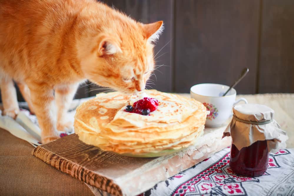 can cats eat waffles or pancakes