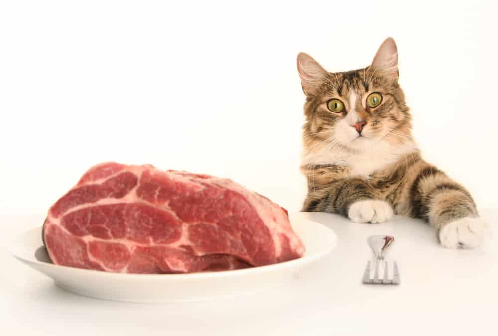  RAW COOKED PORK Or PORK RINDS ARE They SAFE For YOUR Cat To EAT 