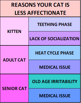 Do Cats Get More Affectionate With Age