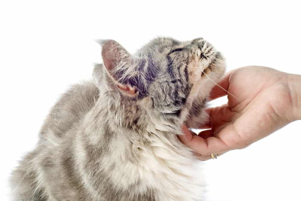 do cats get more affectionate with age