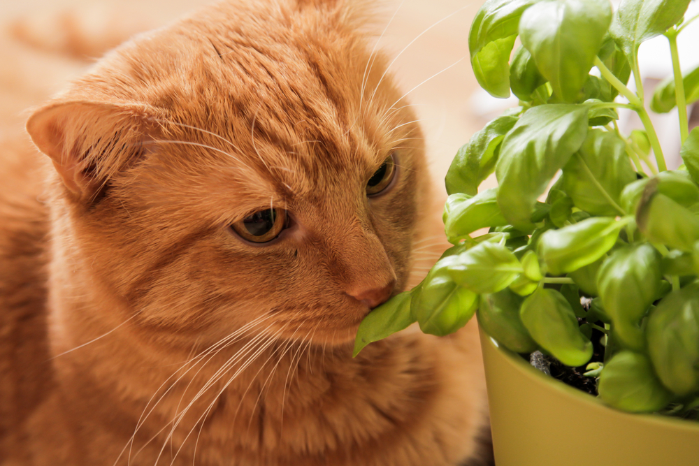 cat eating cilantro, cat likes cilantro