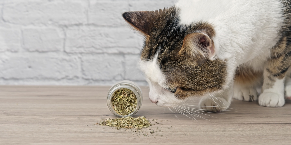 palo santo and catnip for cats