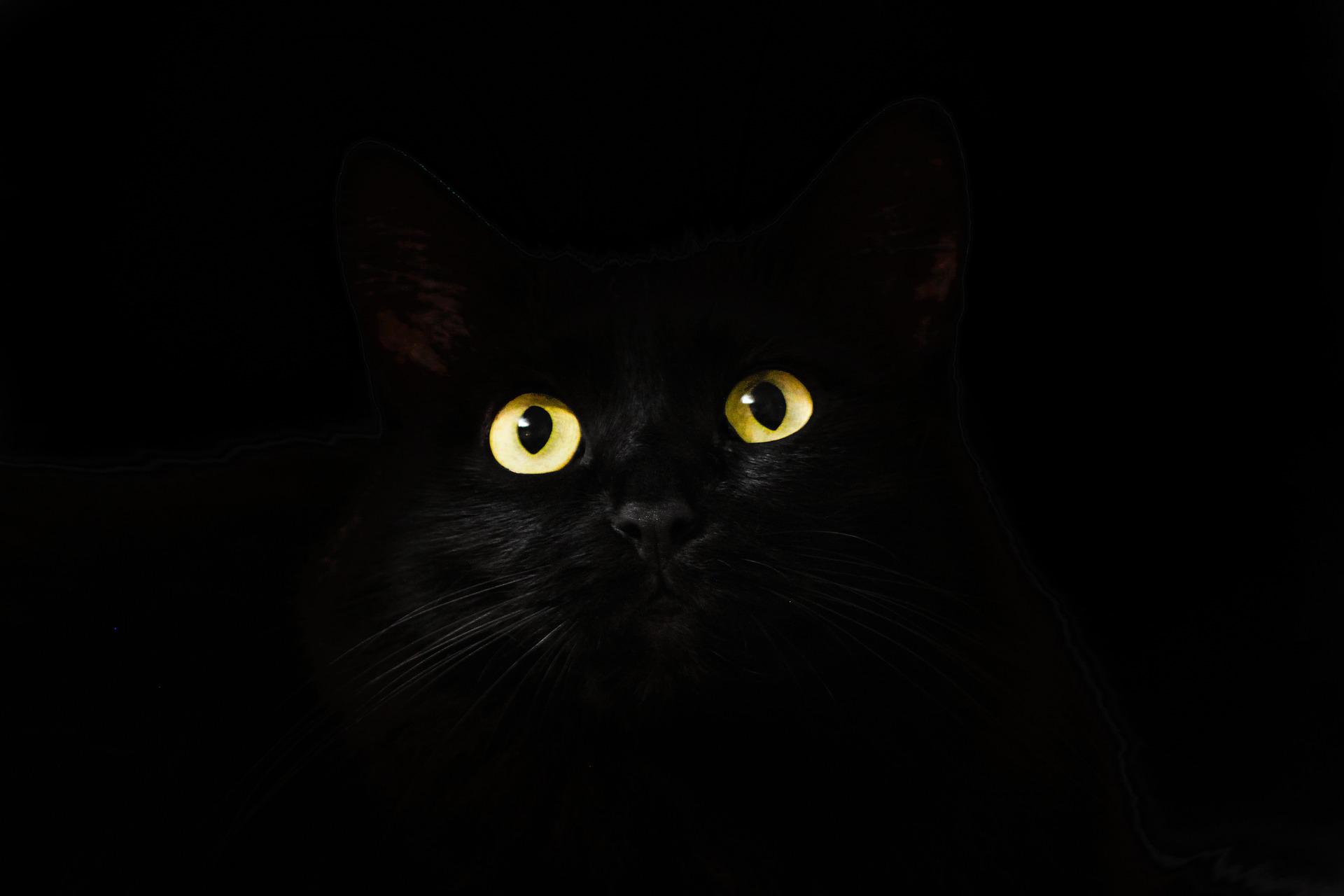 🐱 Why Are Black Cats Called VOIDS? Unexpected Facts!